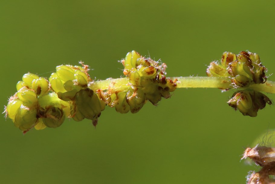 Дуб черешчатый (Quercus Robur l.)