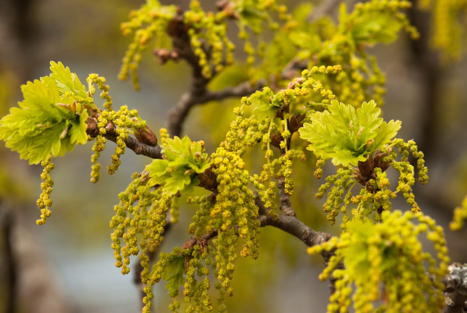 Дуб черешчатый цветки