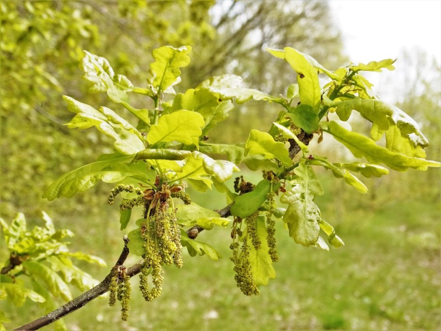 Дуб Солитер в Гатчине