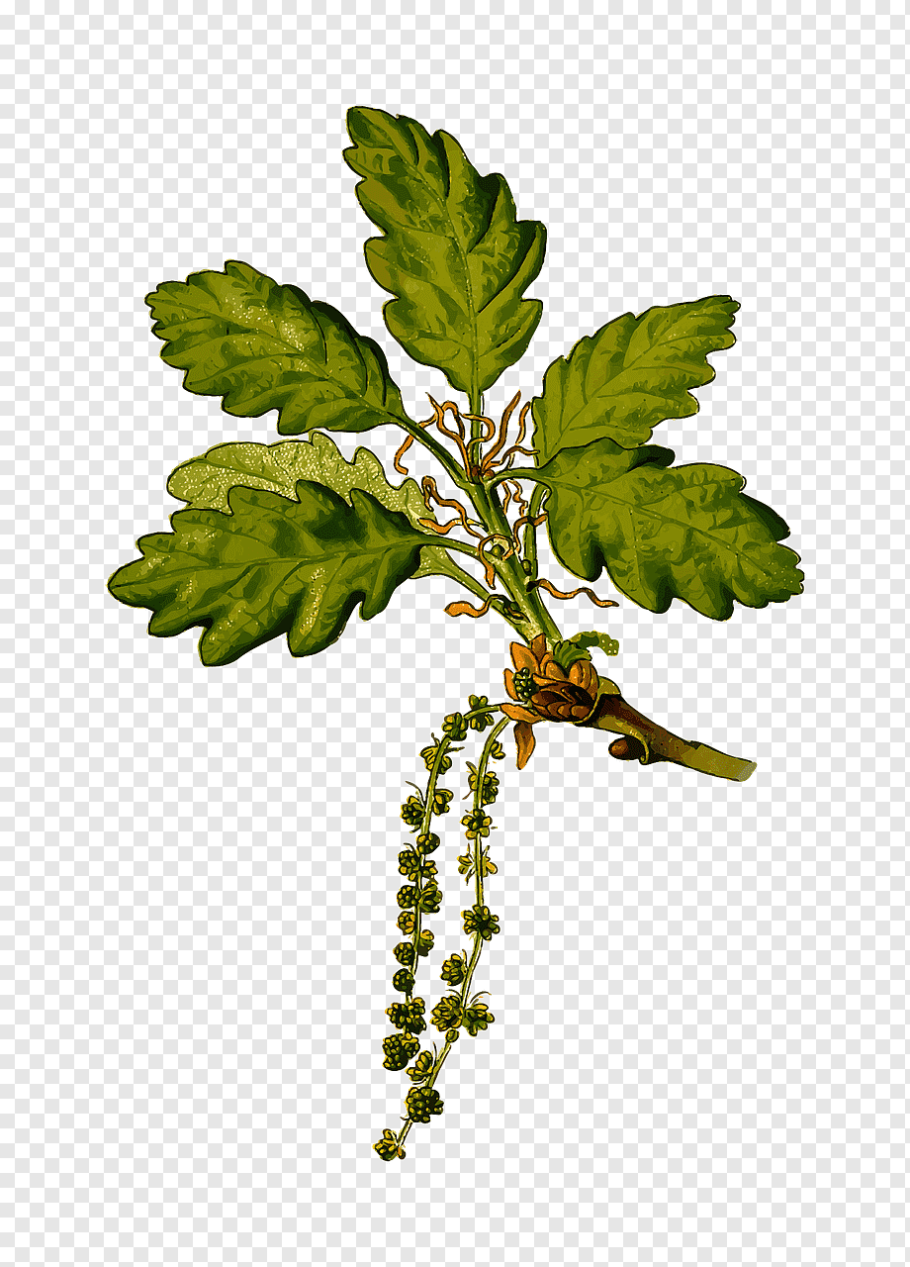 Дуб черешчатый (Quercus Robur l.)
