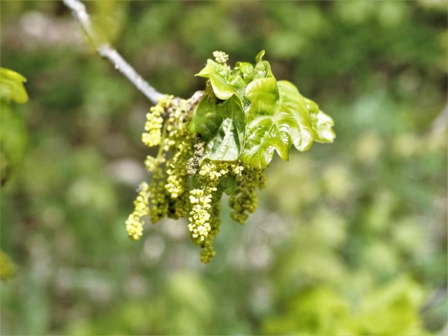 Дуб листья и плоды для детей