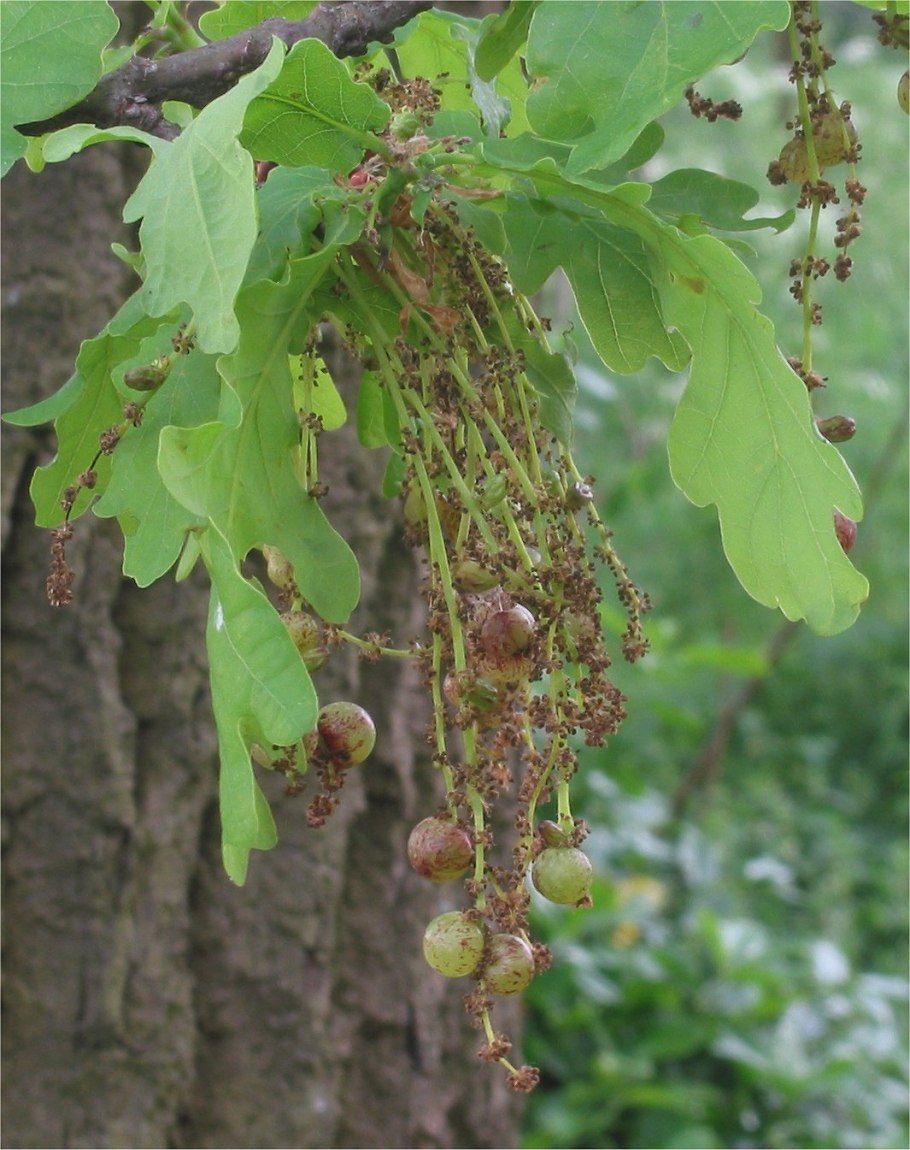 Дуб цветет картинка для презентации