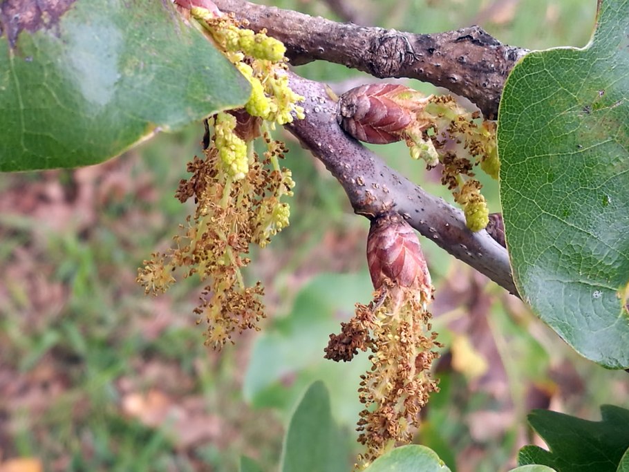 Дуб монгольский черешчатый