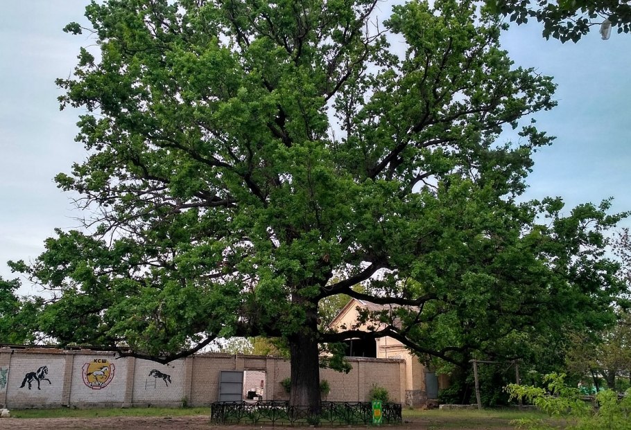 Цветет ли дуб