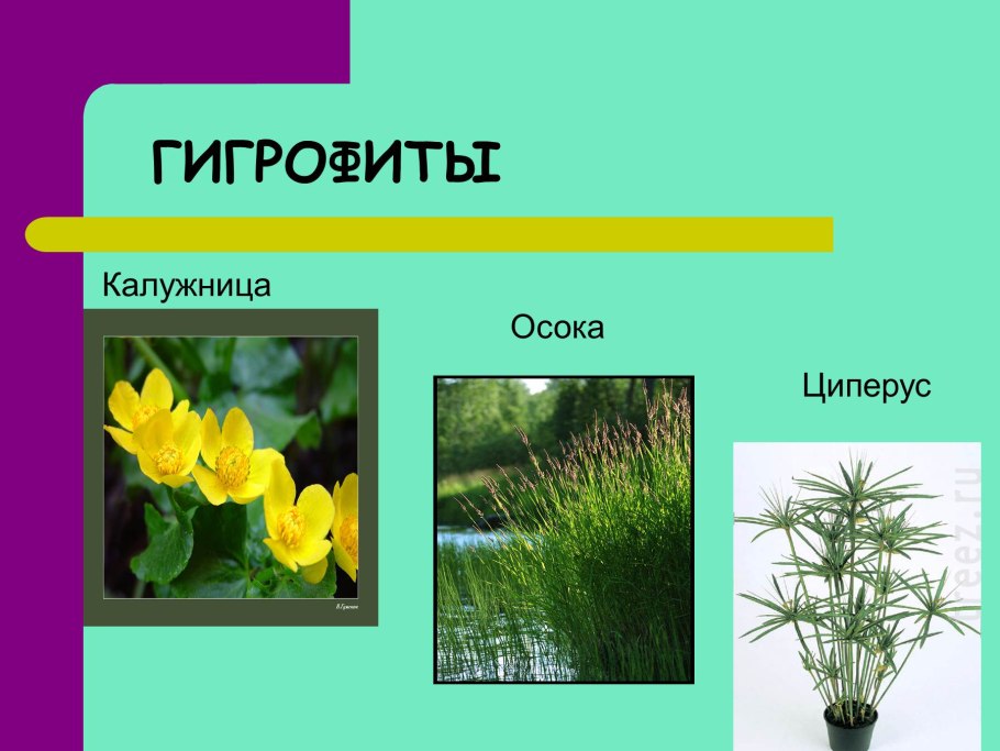 Кубышка лотоса