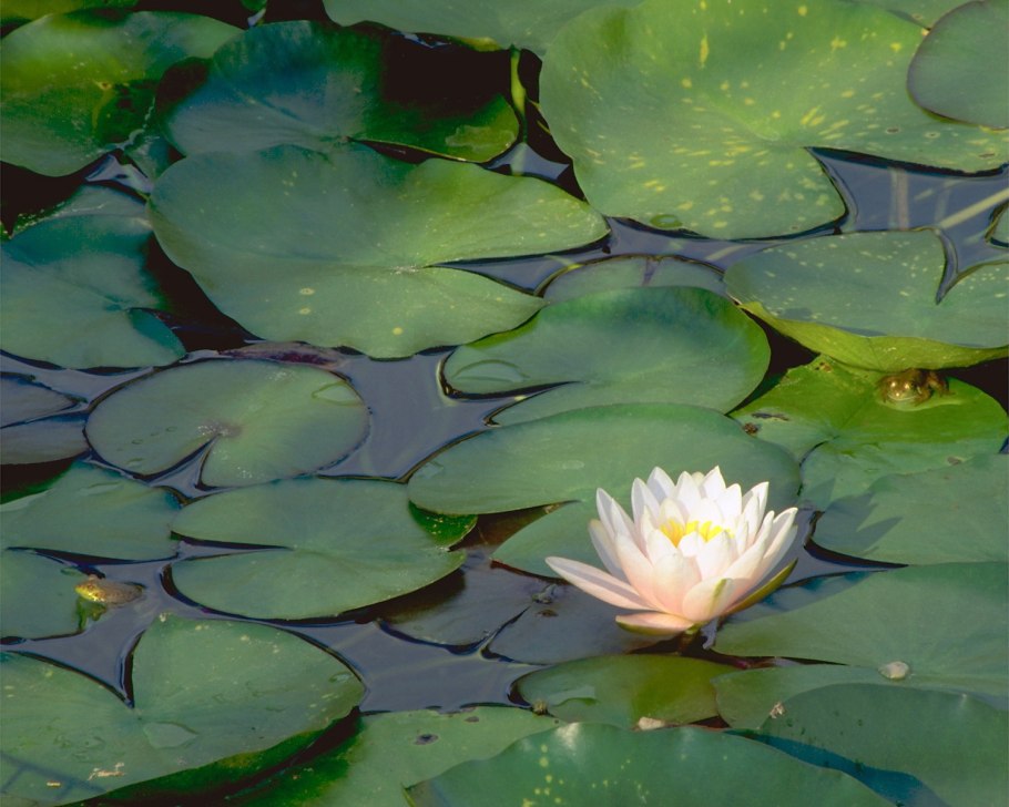 Гидатофиты водные растения