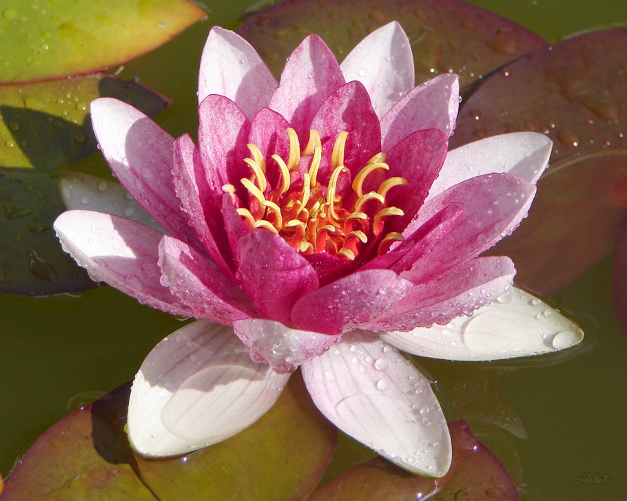 Растения Гидатофиты