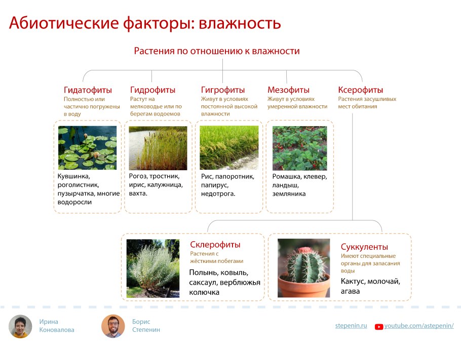 Группы растений по отношению к влажности