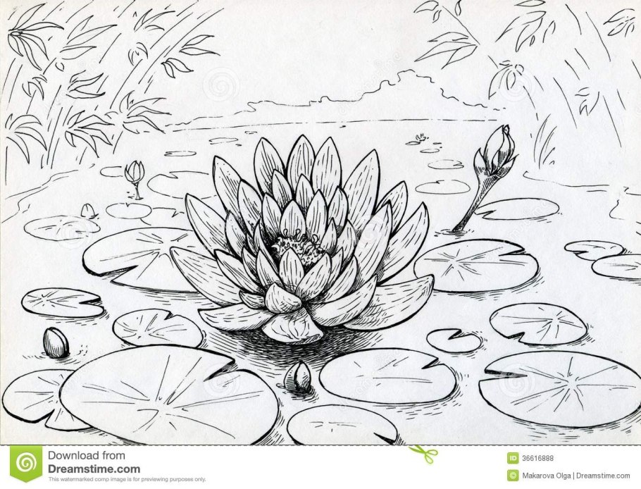 Растение водяная Лилия и кувшинки