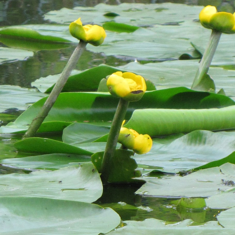 Раскраска пруд с кувшинками