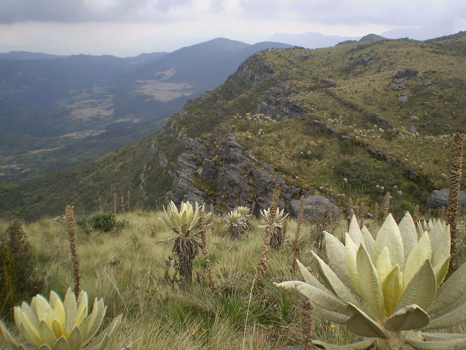 Пуйя Раймонда (Puya raimondii)
