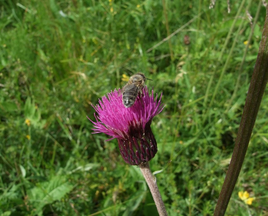 Бодяк обыкновенный