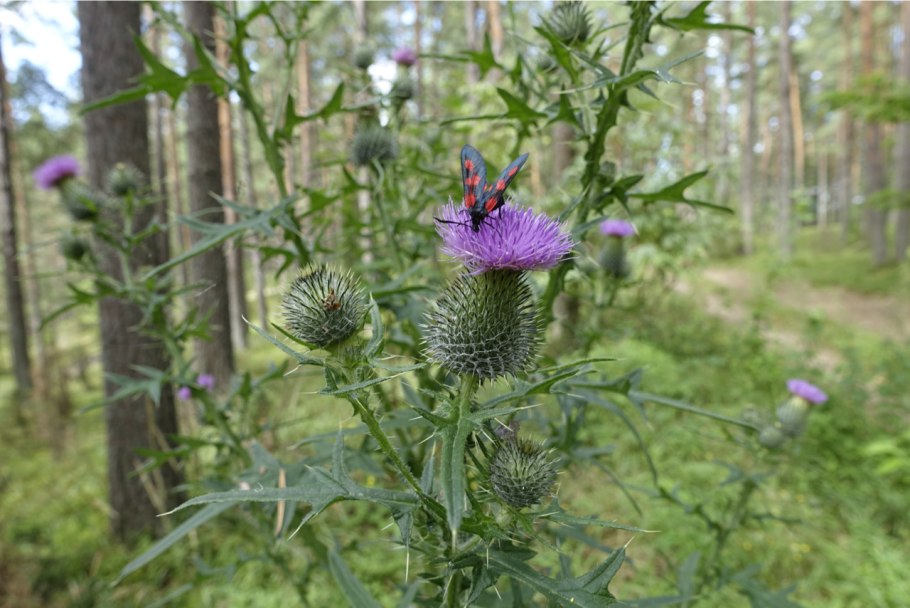 Бодяк полевой (Cirsium arvense)