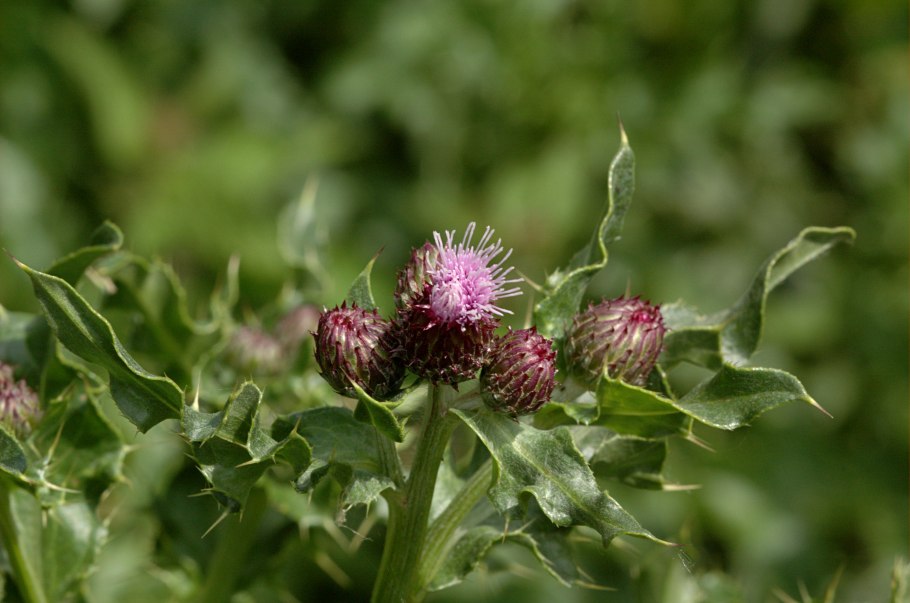 Бодяк обыкновенный (Cirsium vulgare)