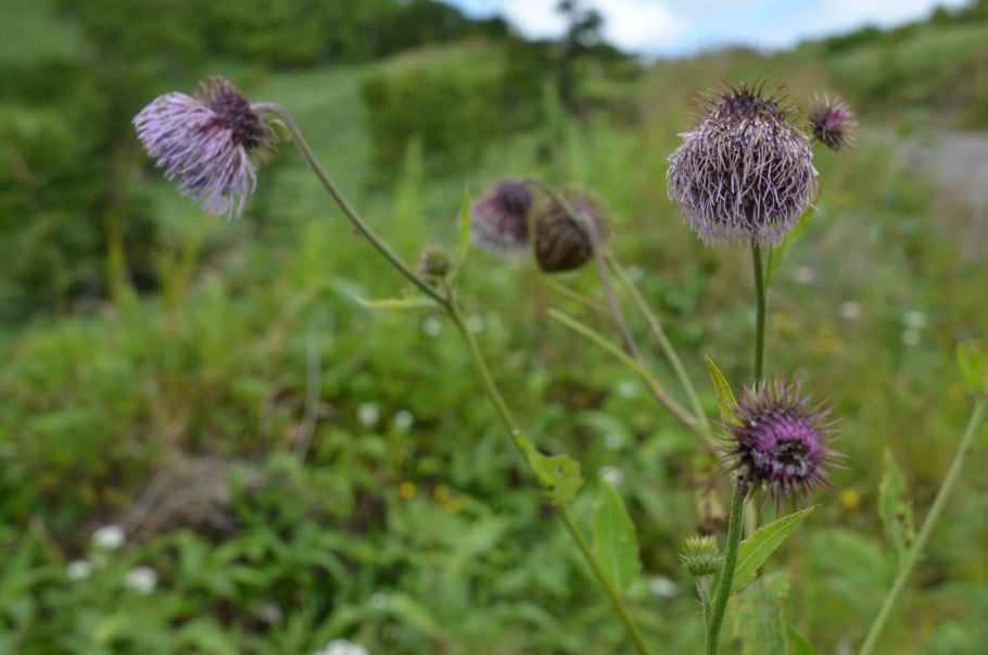 Бодяк разнолистный татарник