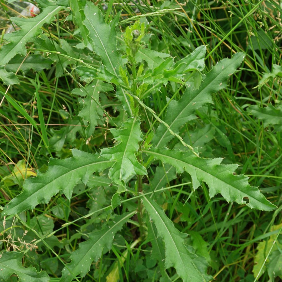 Бодяк обыкновенный