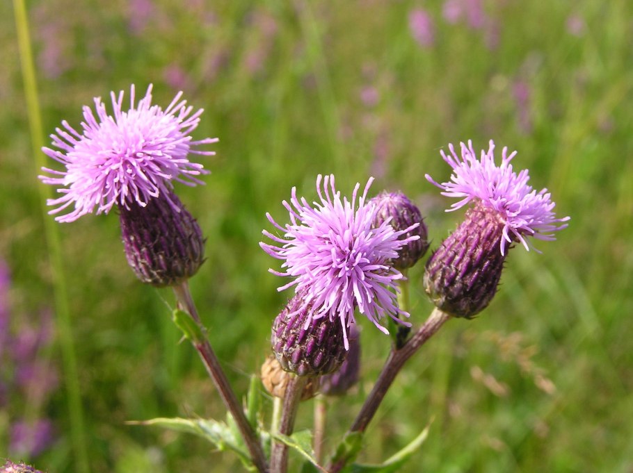Бодяк полевой (Cirsium arvense)