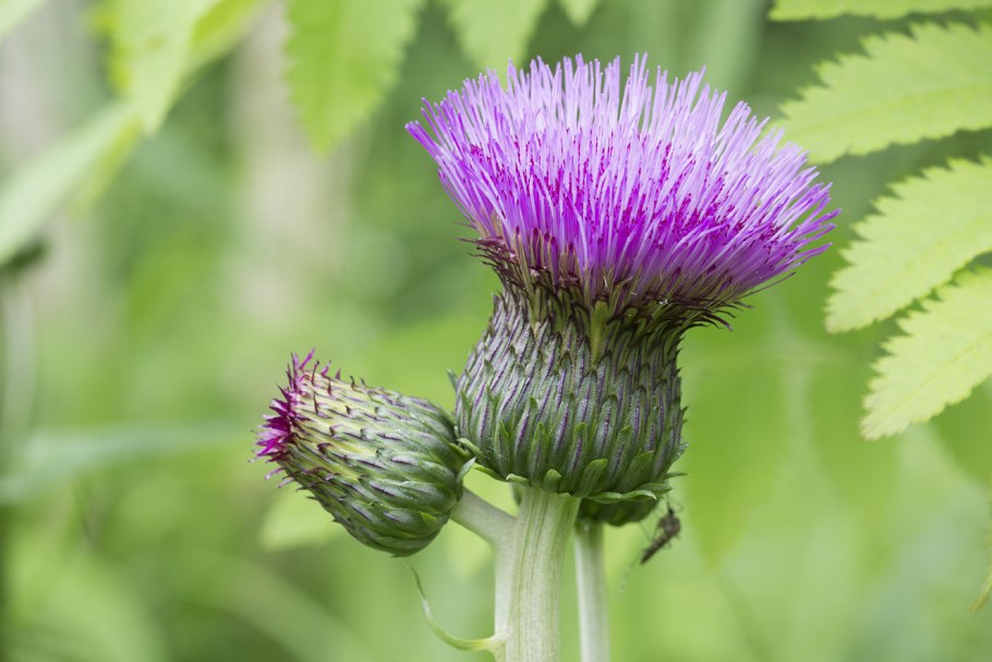 Бодяк (осот обыкновенный)