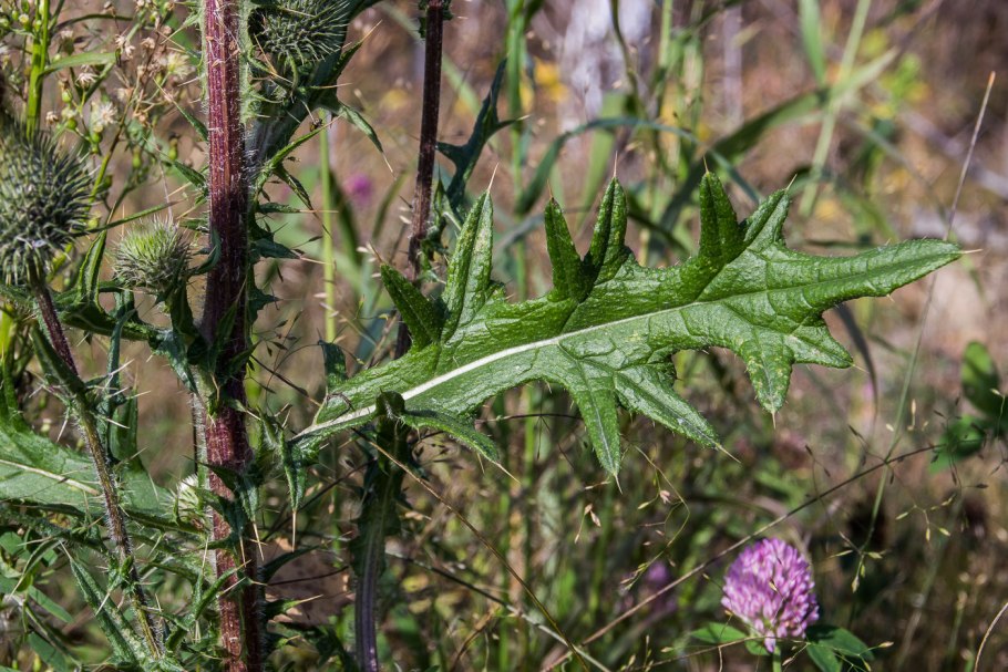 Бодяк обыкновенный (Cirsium vulgare)