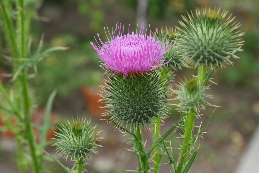 Бодяк обыкновенный (Cirsium vulgare)