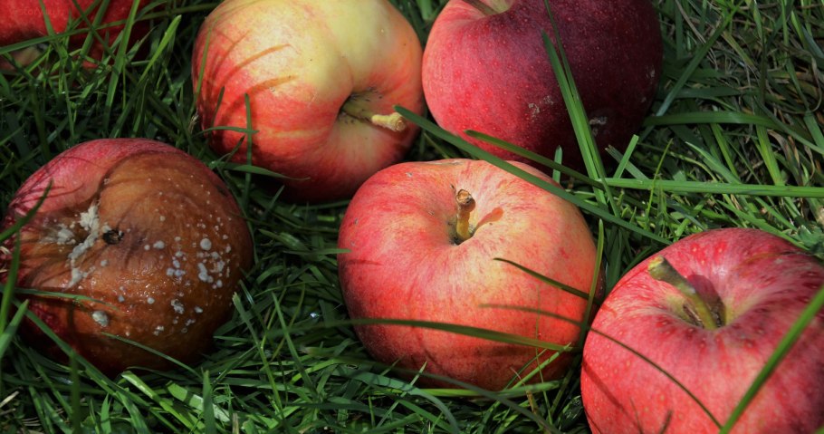 Колючки дикой груши