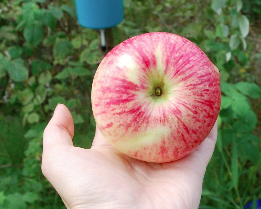 Сорт яблони Слава победителям