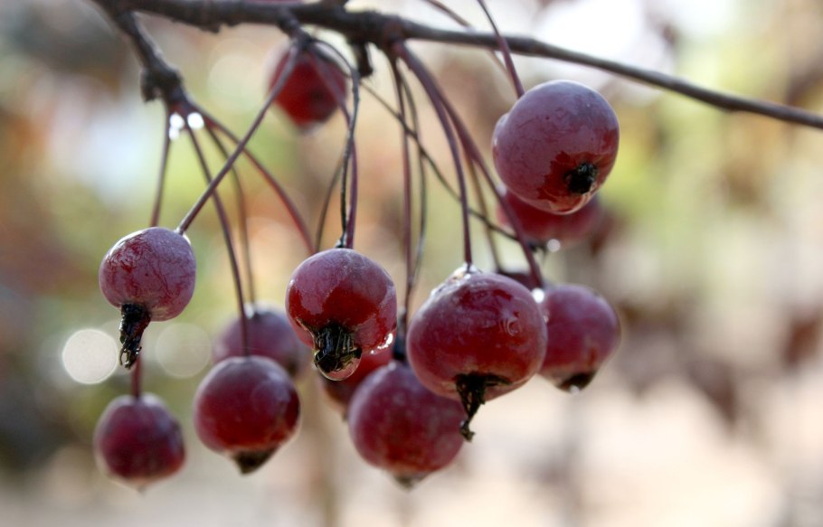 Строение плода растения