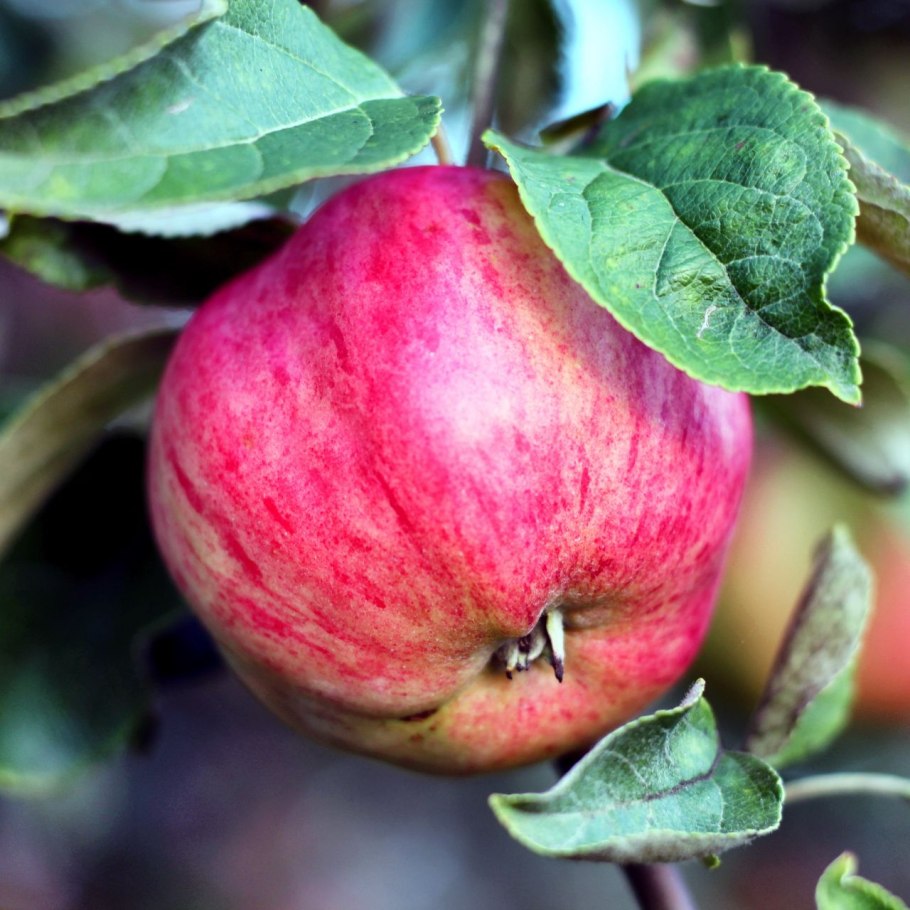 Сорт яблок Рижский голубок