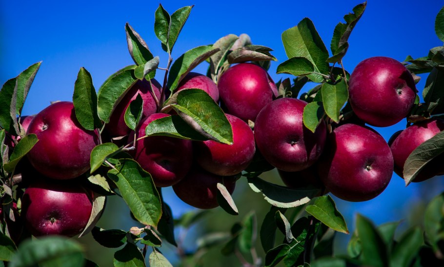 Яблонная плодожорка гусеница