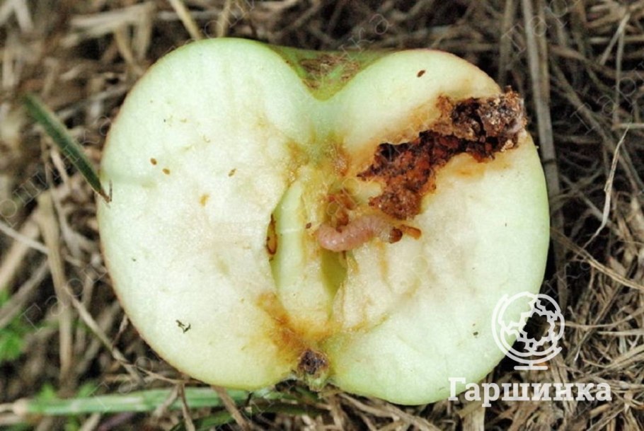 Яблоня Семеренко дерево