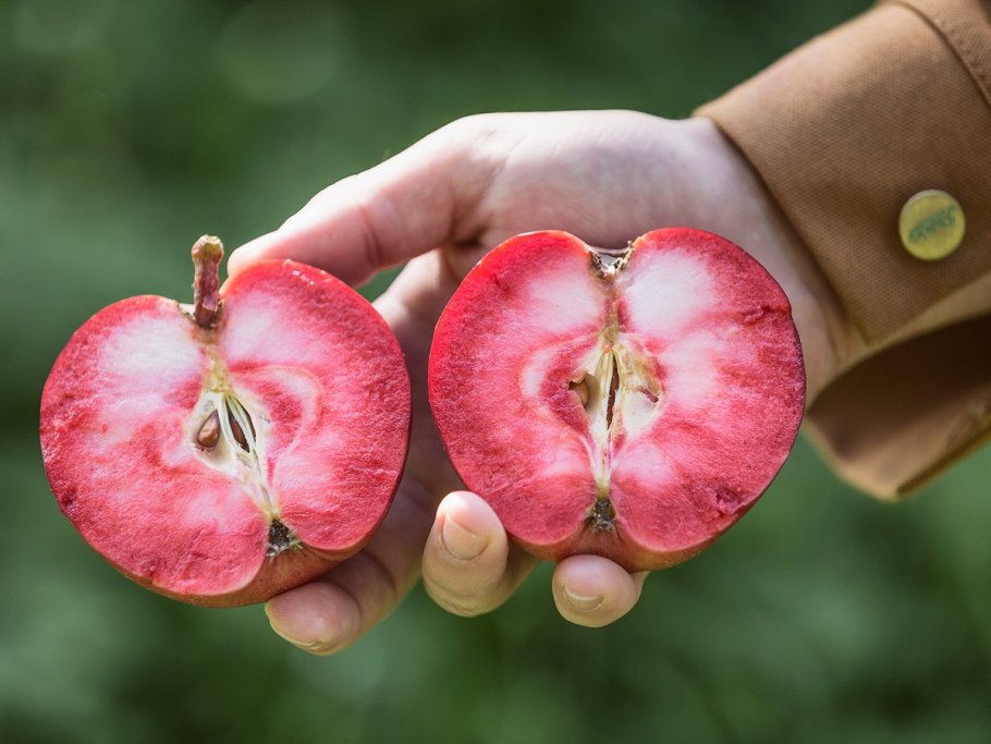 Авокадо Тип плода