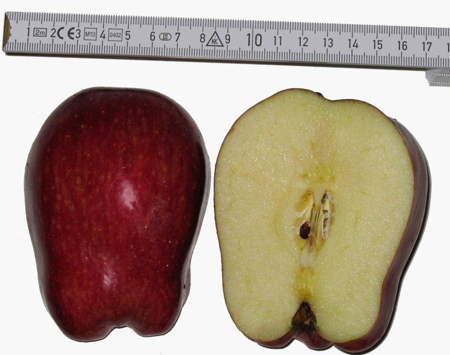 Саженцы плодовых деревьев /яблоня, груша, слива, вишня/