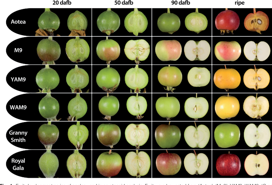 Яблоки сорта Redlove