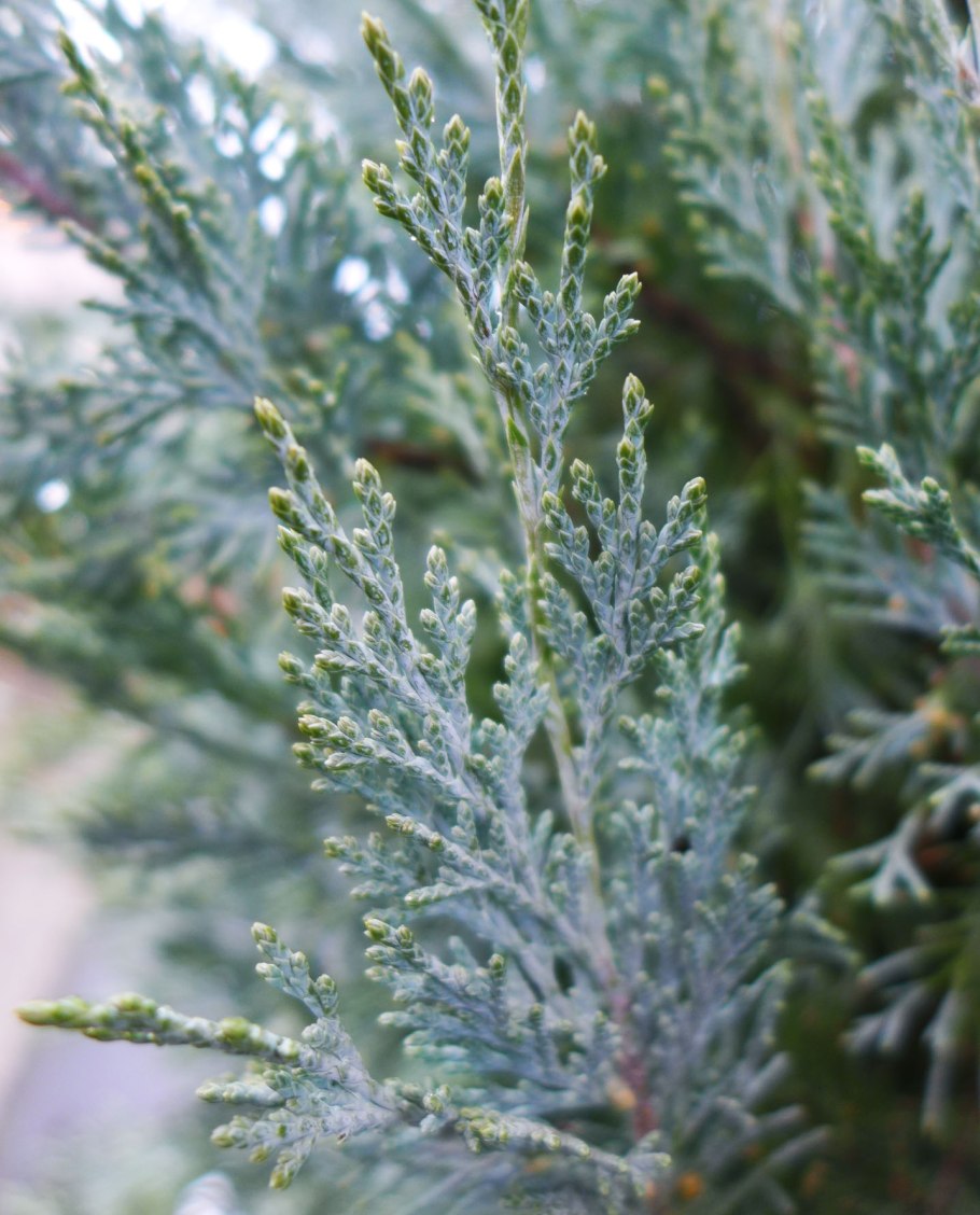 Можжевельник Блю Эрроу диаметр кроны