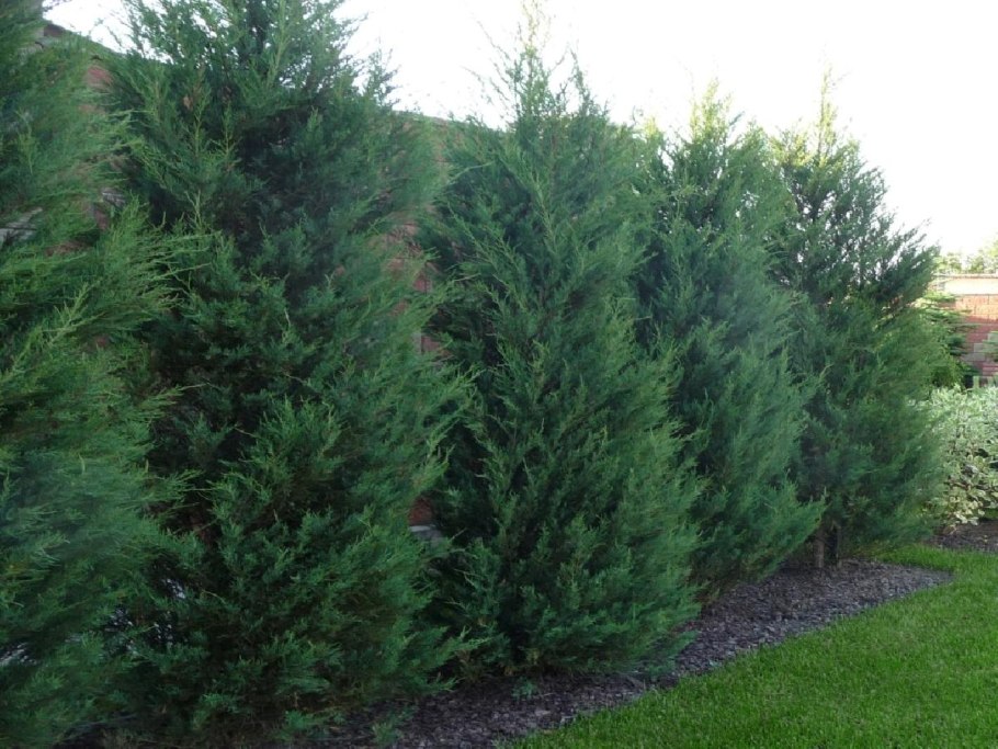 Можжевельник Мунглоу стрижка