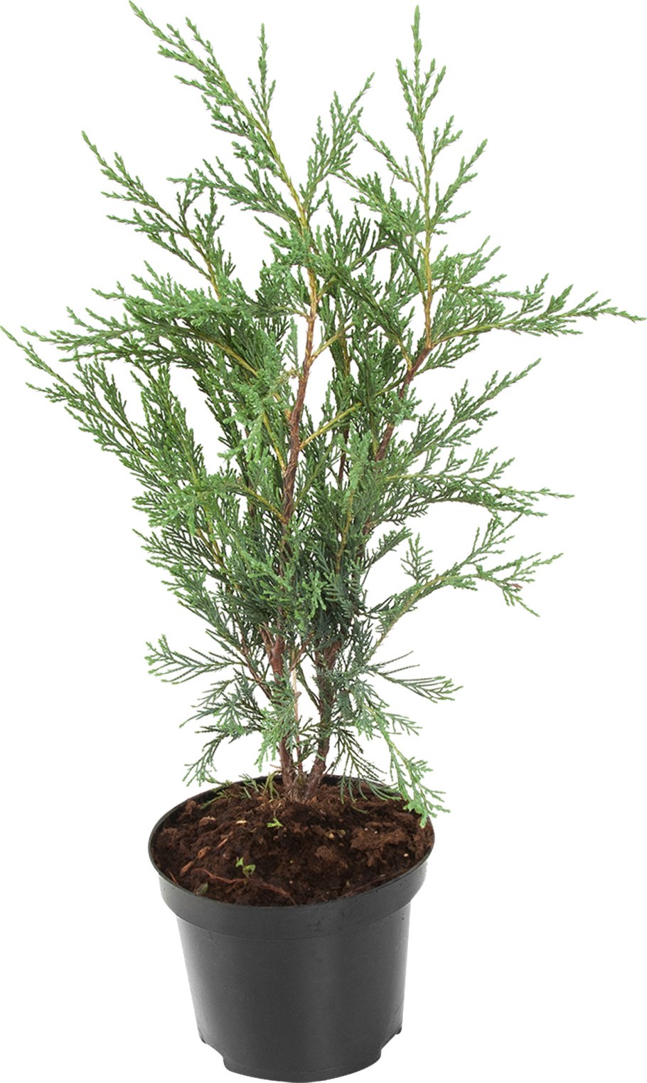 Можжевельник виргинский Мунглоу