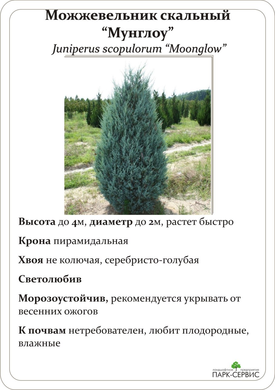 Можжевельник скальный Моонглоу