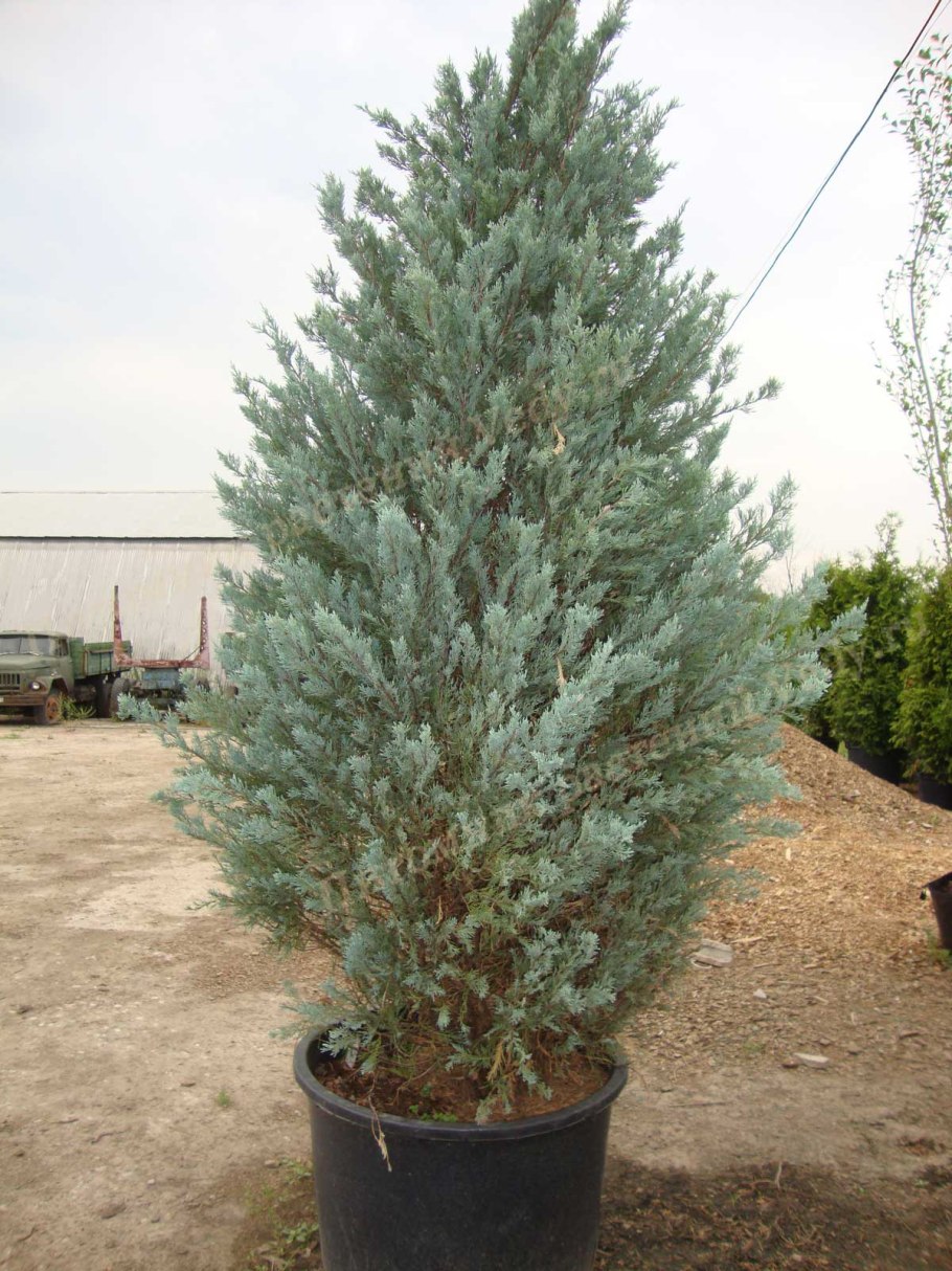 Можжевельник Блю Мунглоу