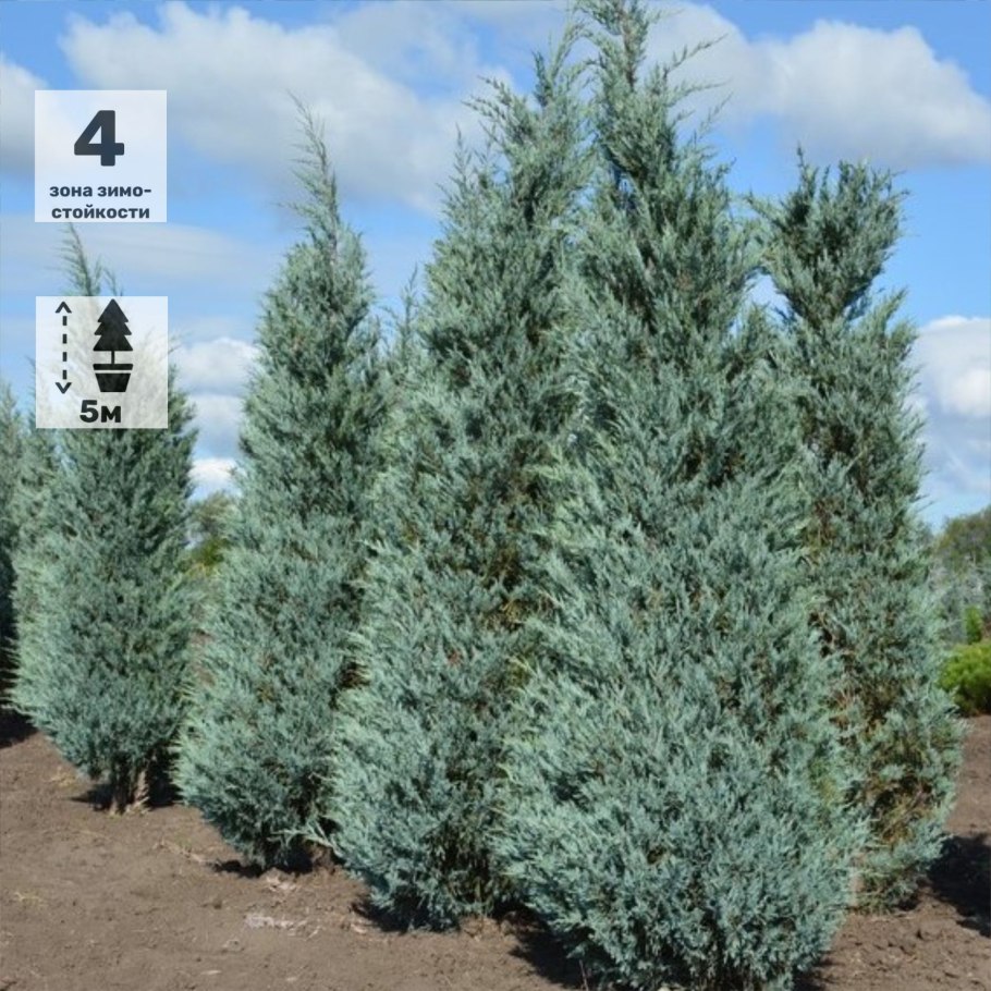 Можжевельник Мунглоу