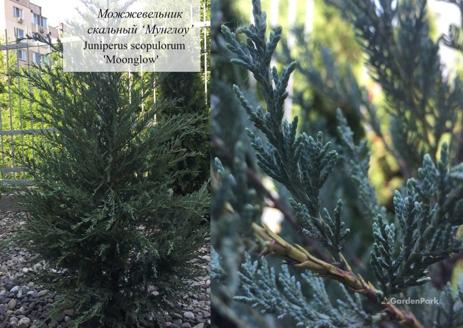 Можжевельник скальный Скайрокет