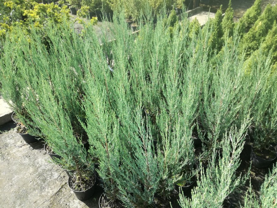 Можжевельник виргинский Блю Эрроу