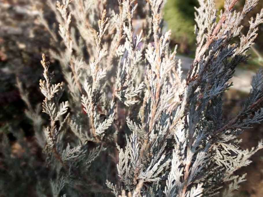 Можжевельник Блю Мунглоу