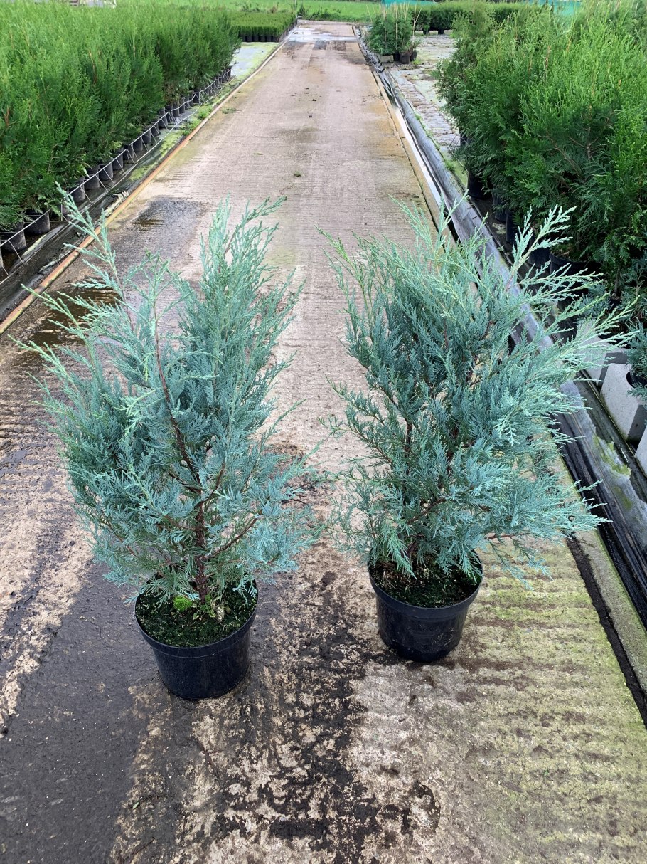 Можжевельник скальный Скайрокет 60-80см с2