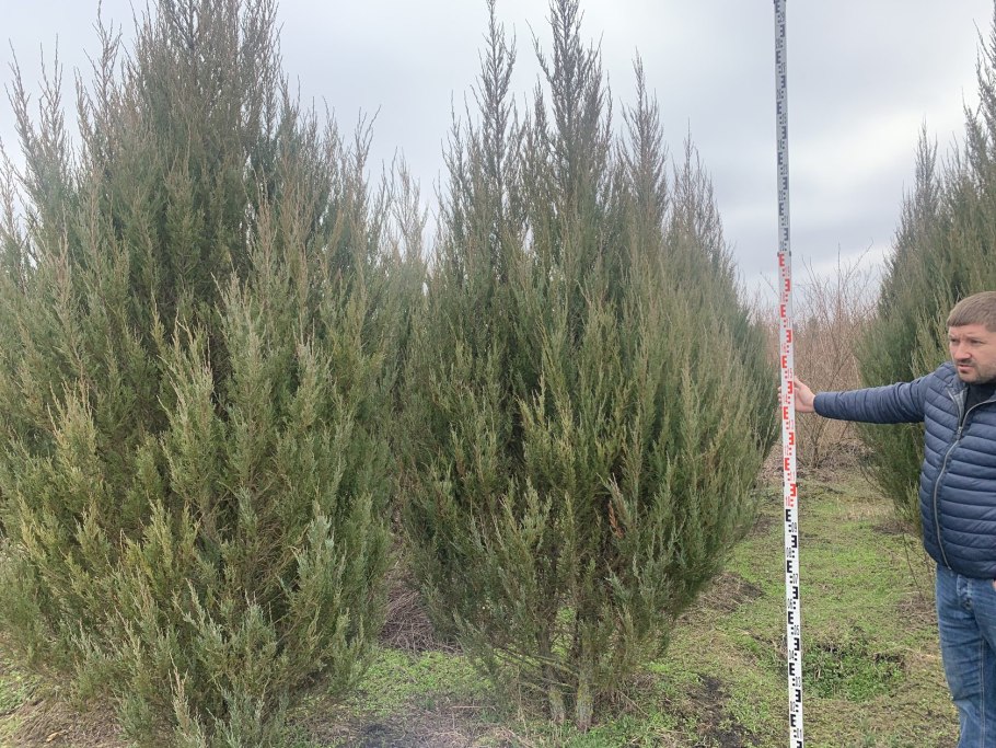 Можжевельник скальный Моффат Блю