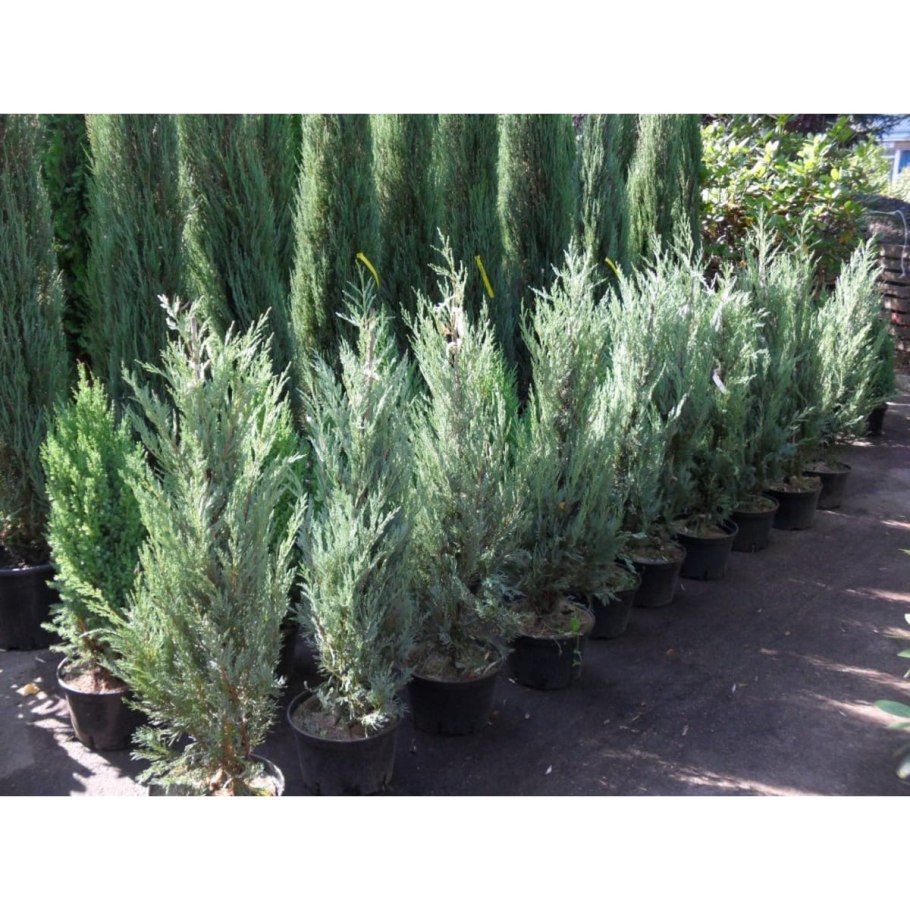 Можжевельник скальный Moonglow