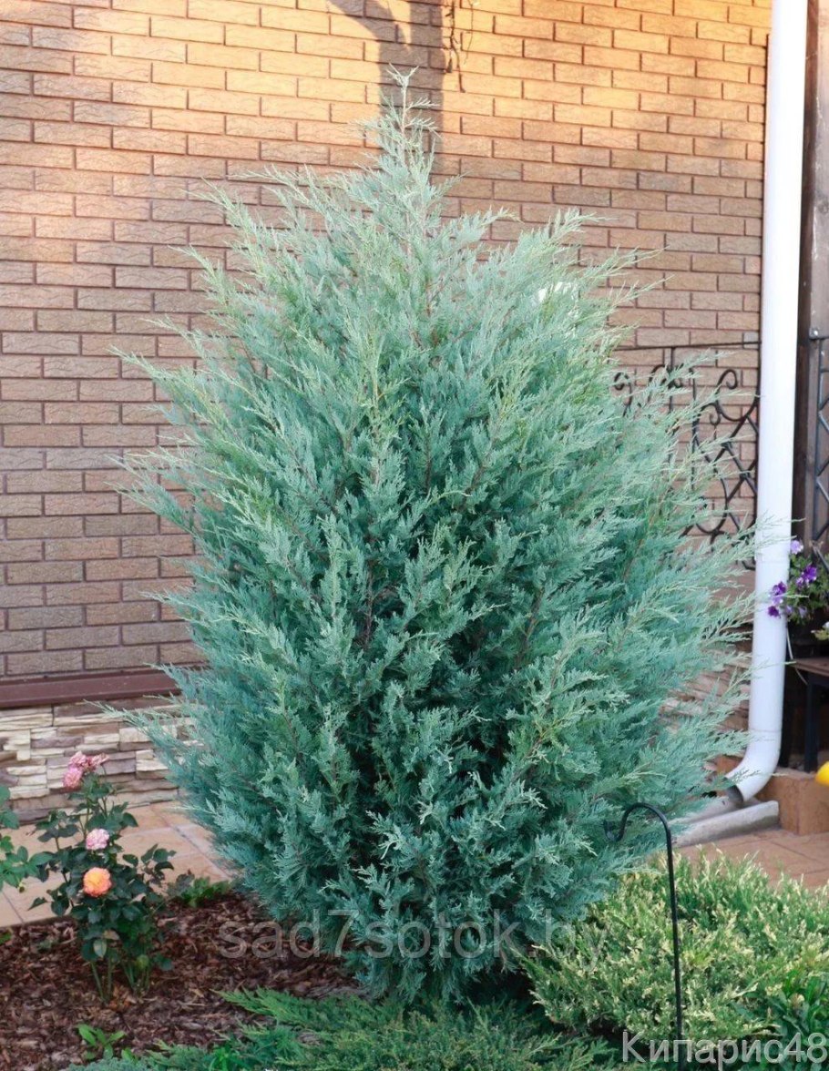 Можжевельник виргинский Мунглоу