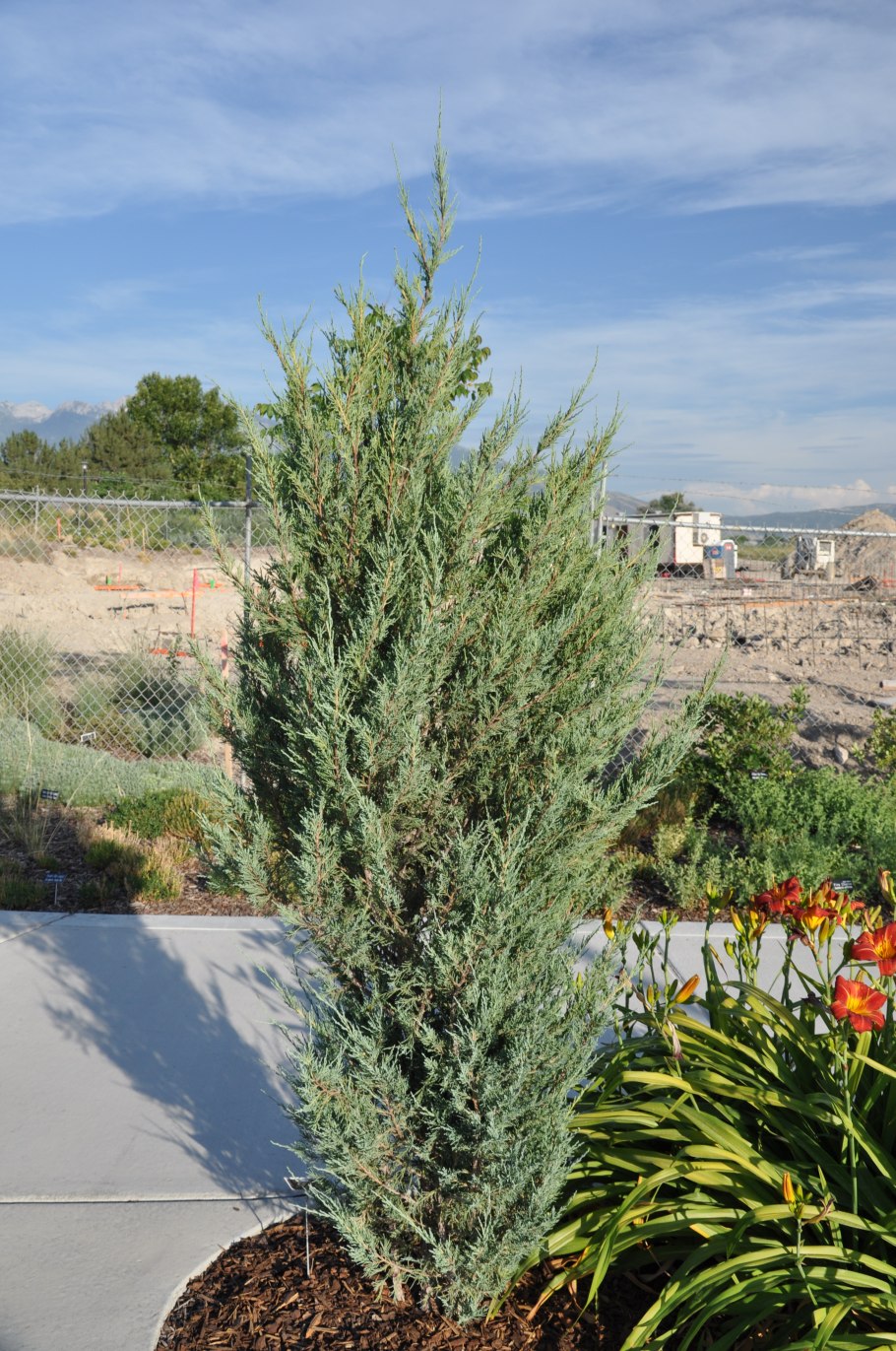 Можжевельник виргинский Мунглоу