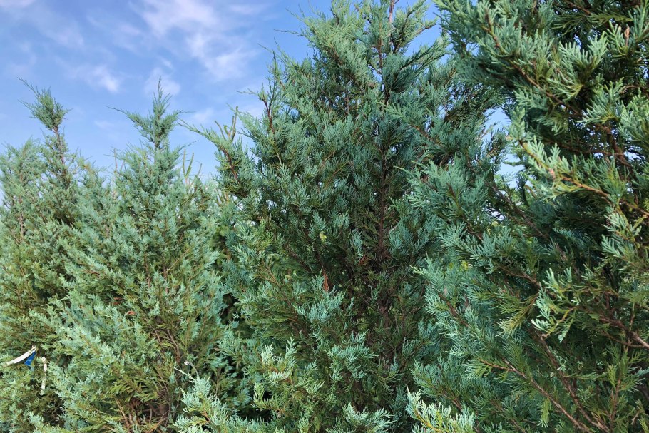 Можжевельник скальный Moonglow