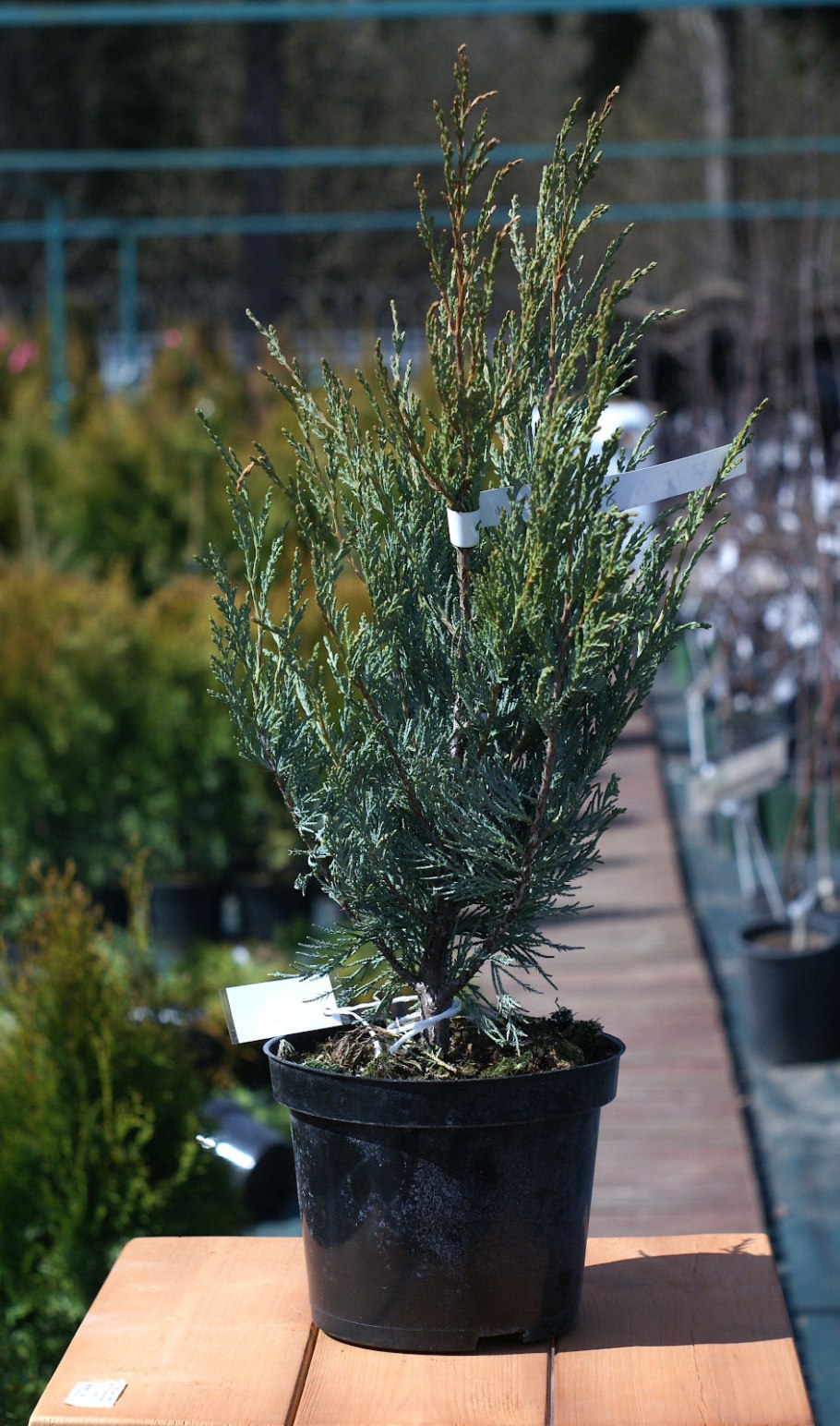 Можжевельник виргинский Мунглоу