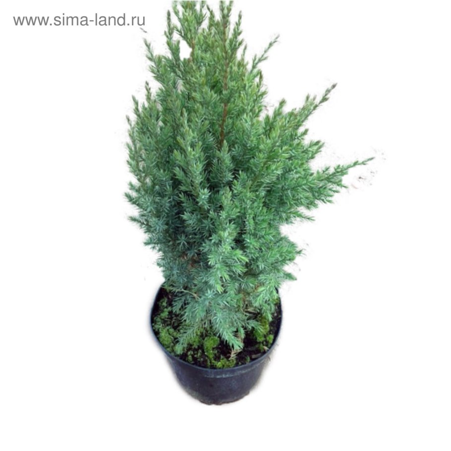 Можжевельник Моффат Блю